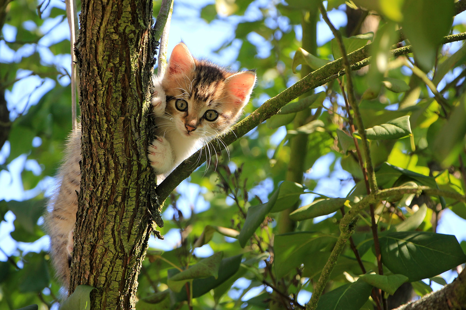 Jong katje in een boom